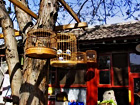 Courtyard of Hutong Family