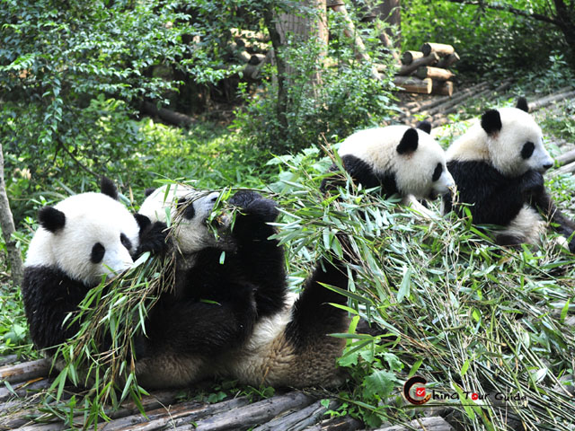 What do pandas eat besides bamboo?