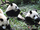 Pandas at the Zoo