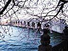 Blossom lit lake in Summer Palace