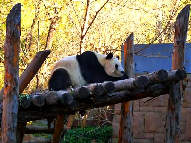 Beijing Zoo Panda