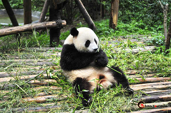 Giant Panda in Chengdu