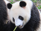 Giant Panda Breeding Research Base