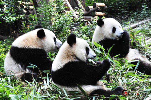 Chengdu Panda Base