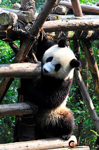 chengdu giant panda