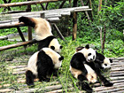 Pandas playing together