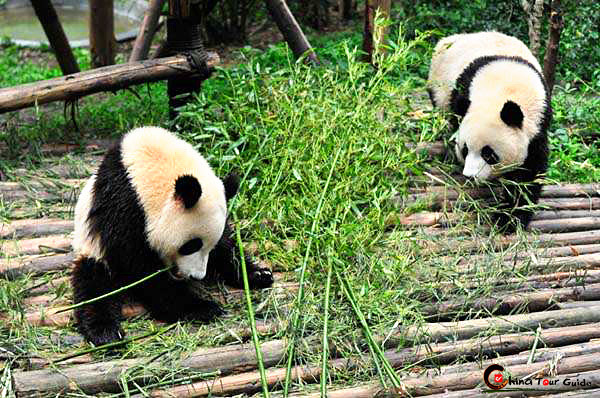 Giant Panda Reproduction