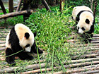 Panda Keepers