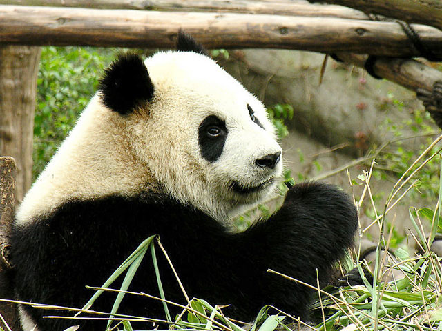 Yangtze Cruise Packages