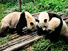 Chongqing Zoo Pandas