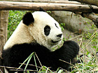 Chongqing Panda