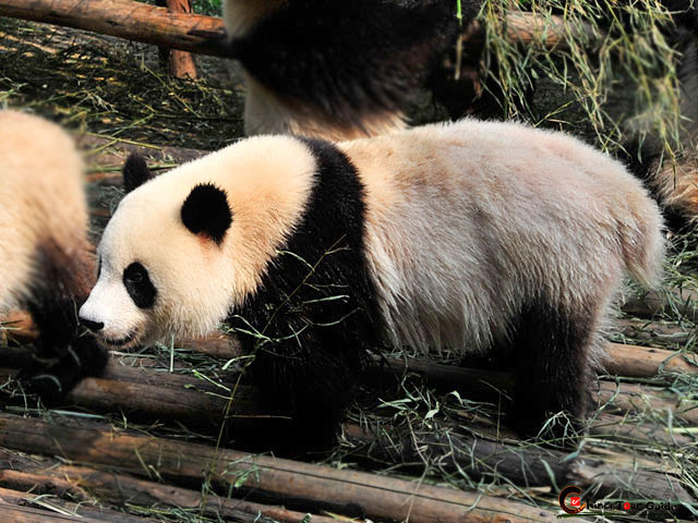 Chongqing Zoo