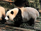 Chongqing Zoo Pandas