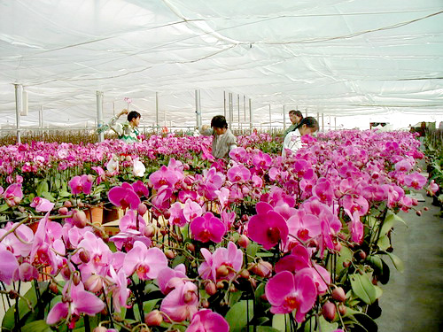 Fangcun Flower Markets
