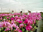 Flower Markets