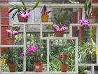  Orchid Garden