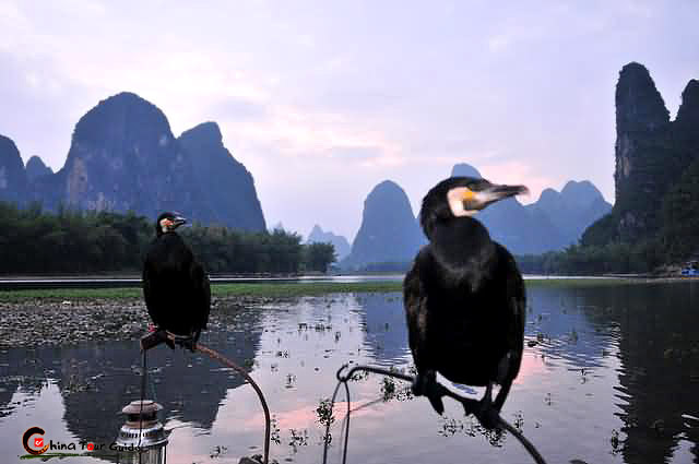 Cormorant Fishing