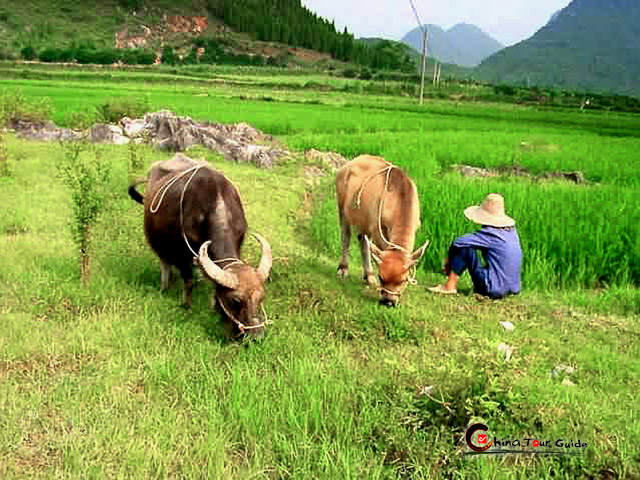 Yangshuo Countryside