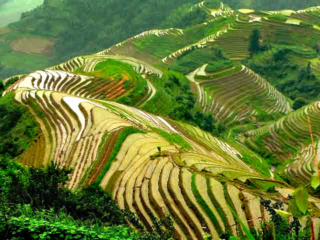 Longji Rice Terraces