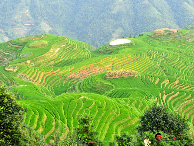 longji terraces