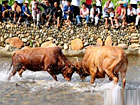 Festival Bullfight
