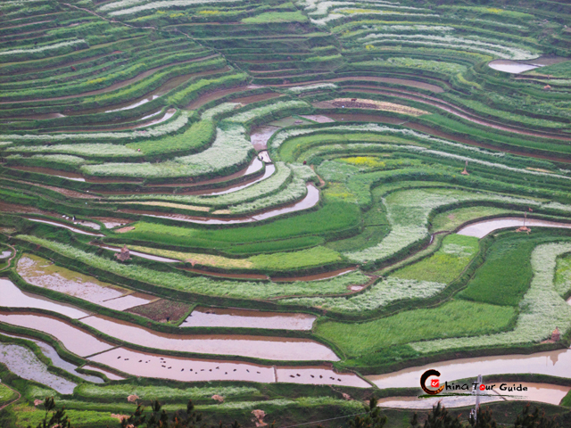 gaoyao rice terrace