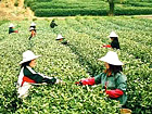 Meijiawu Tea Village