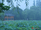 West Lake in rainy days