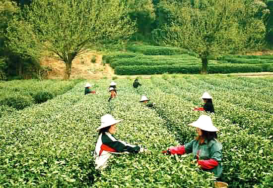 Meijiawu Tea Village