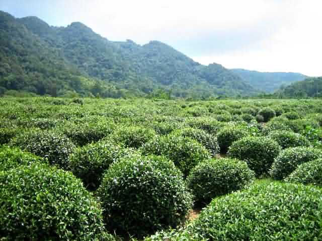 Hangzhou Longjing Tea Village