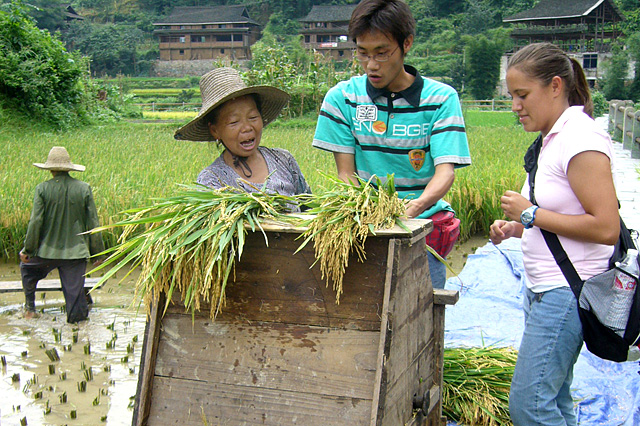 Experiencing Rice Harvest