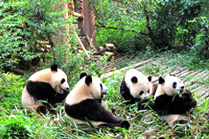 Panda Protection Project