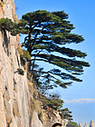 Huangshan Pine Tree