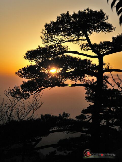 Mt. Huangshan Weird Pine Tree