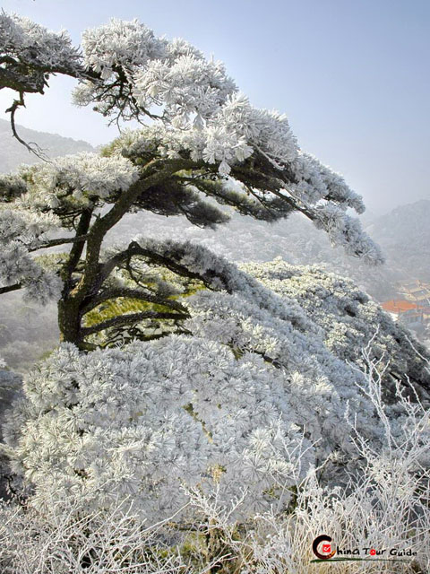 Huangshan Wired Pine