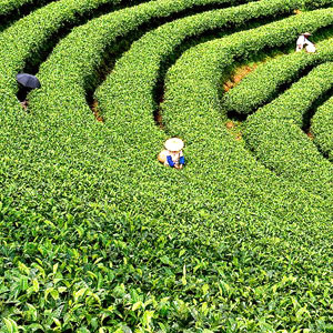 Maofeng Tea Farm at the mountainside