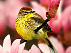 Flowers and Birds Market