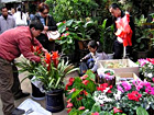 Flower & Bird Market