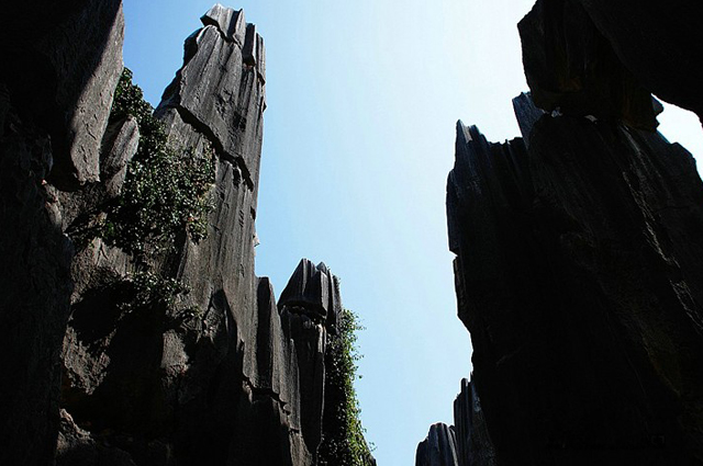 stone forest