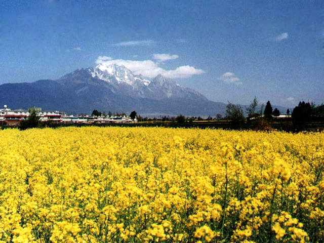 Flowers on the way to Shangri-la