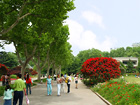 Green Space of Shanghai Zoo