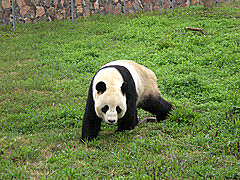 Panda in Shanghai Zoo