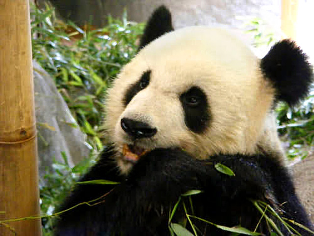 Panda in Shanghai Zoo