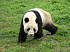 Panda in Shanghai Zoo