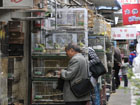 Crickets sold at Suzhou Bird and Flower Market