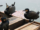 Grand Canal cruise