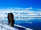 Tibet Tours-6 days Tibetan Discovery tour