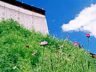 Flowers near holy temple