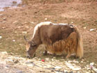 Tibetan Yak