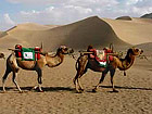 Silk Road camel caravans
